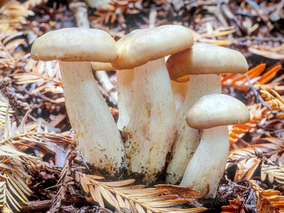 Рядовка мыльная Tricholoma saponaceum