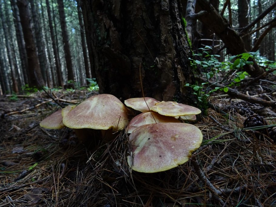 Рядовка золотистая Tricholoma aurantium