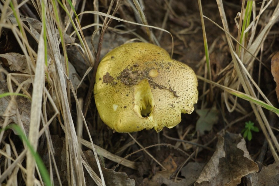 Говорушка буро-желтая