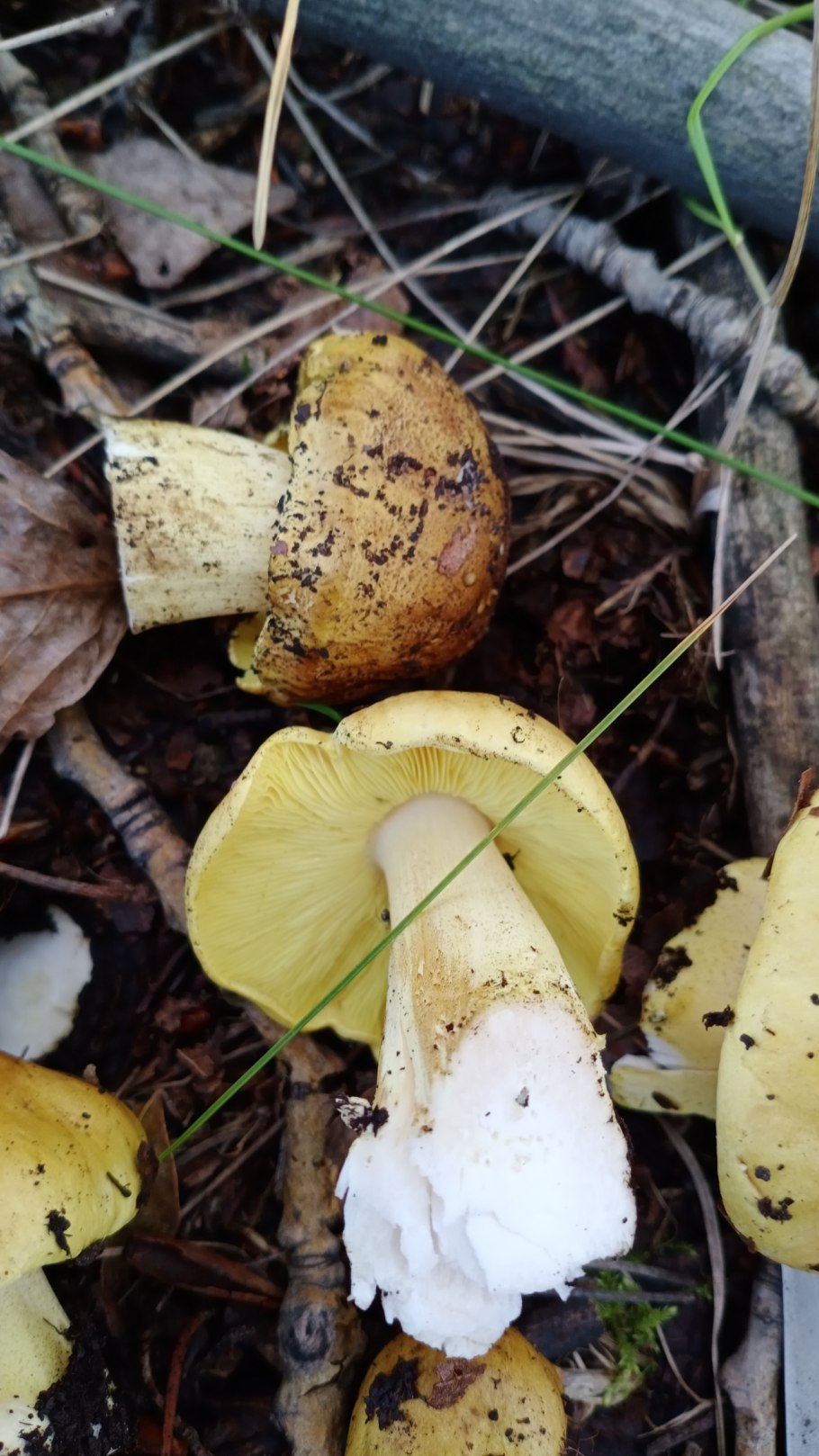 Рядовка лиственная tricholoma frondosae