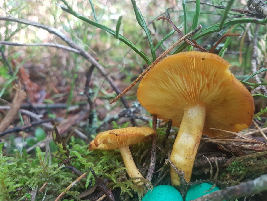 Tricholoma золотистая