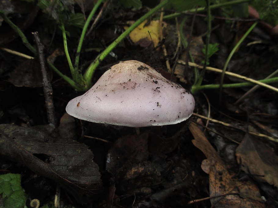 Рядовка серовато-сиреневая Lepista glaucocana