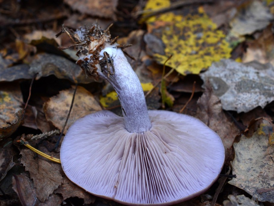 Рядовку землисто-серую (Tricholoma terreum)
