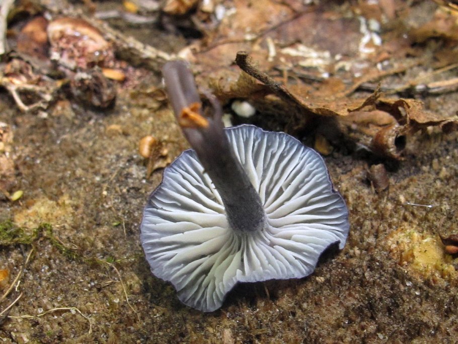 Entoloma cyanulum