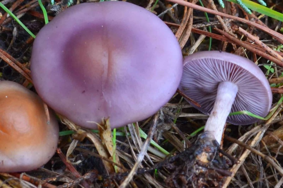 Рядовка тигровая Tricholoma pardinum