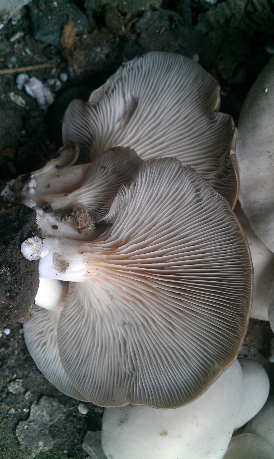 Гриб Энтолома Крымская