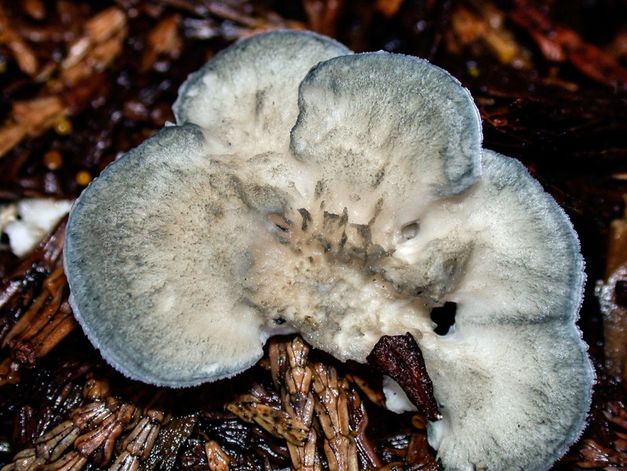 Грибы рядовка мыльная