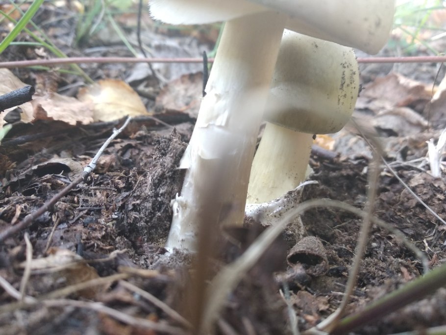 Грибы которые растут в огороде