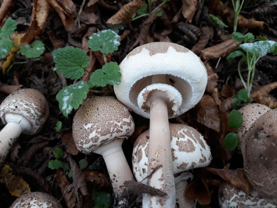 Желтая поганка