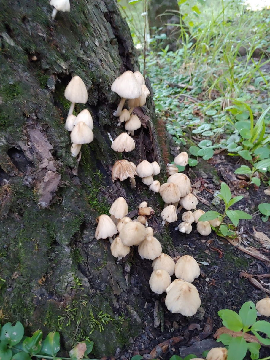 Поганки на дереве