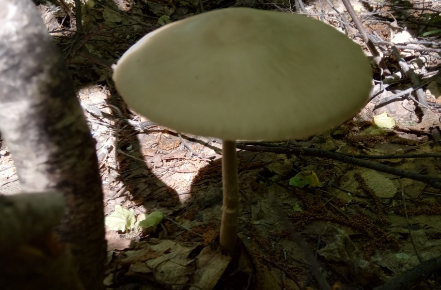 Царица грибов