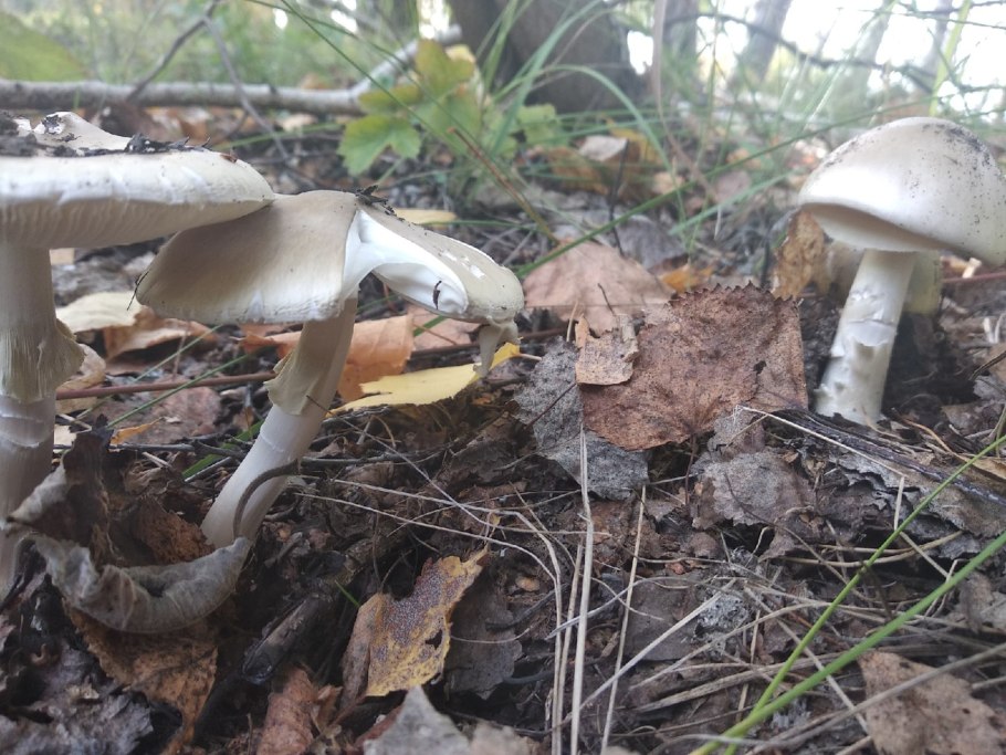 Бледная поганка гриб