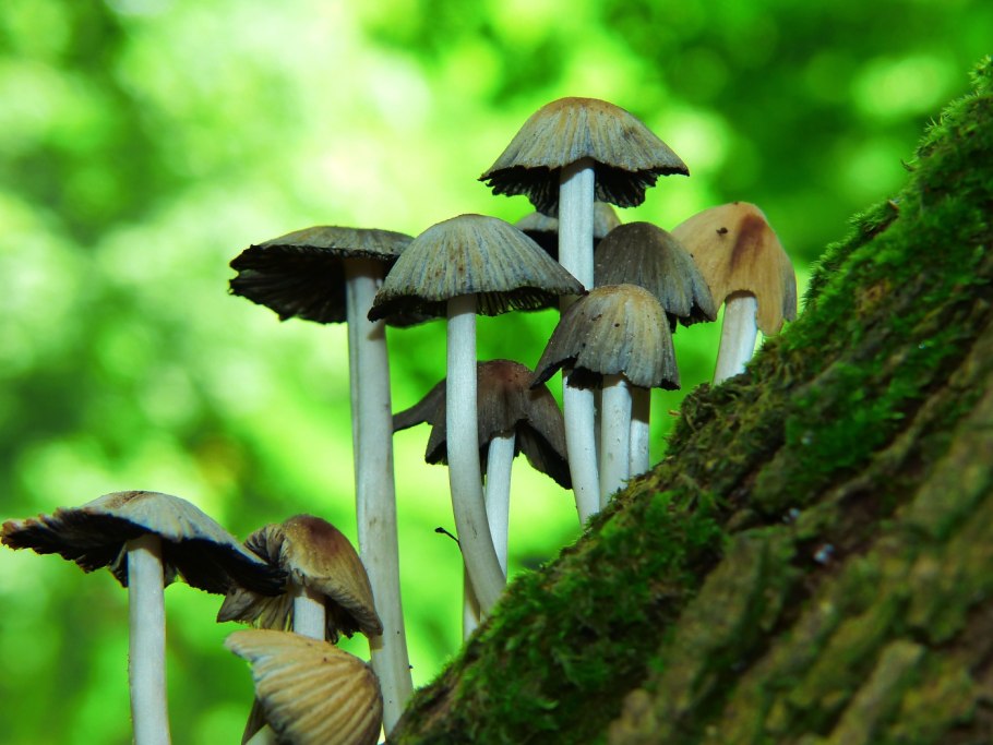 Поганки Кузбасса