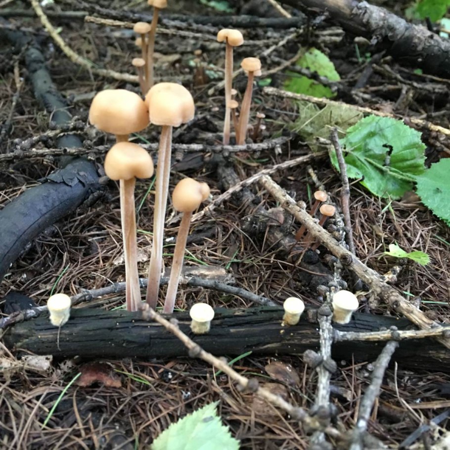 Галерина Моховая гриб