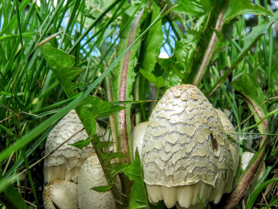 Сыроежка сереющая