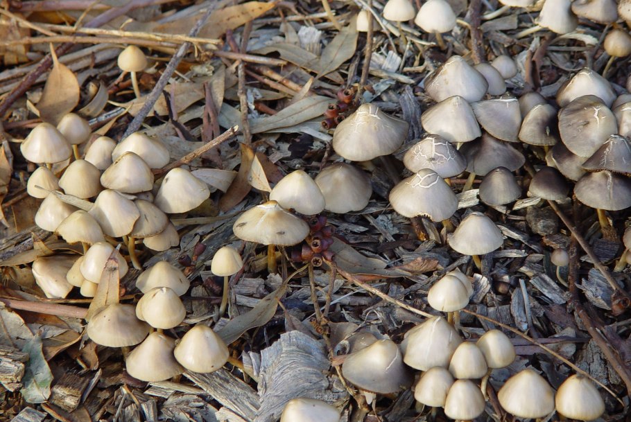 Leiocephalus Cubensis