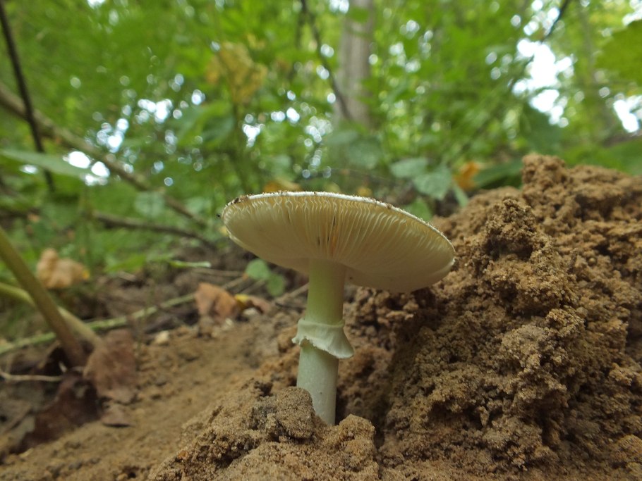 Самый ядовитый гриб в мире название