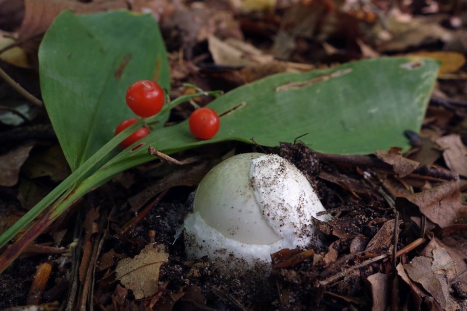 Яйцо бледной поганки