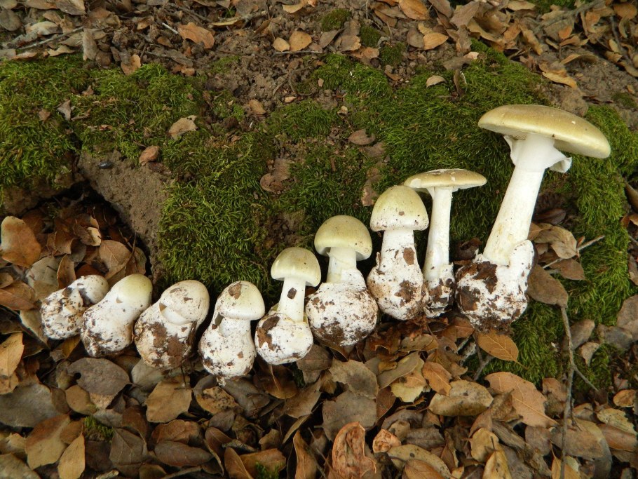 Поплавок белоснежный Amanita nivalis