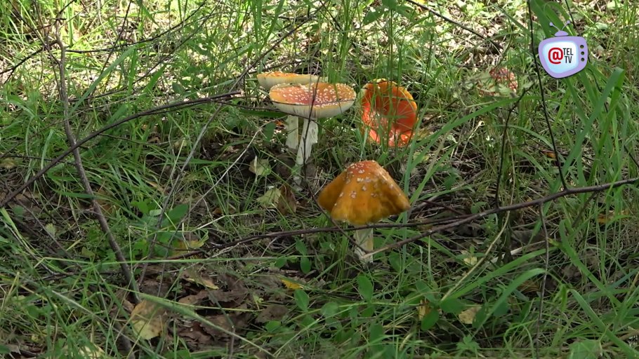 Шампиньоны крымские ложные