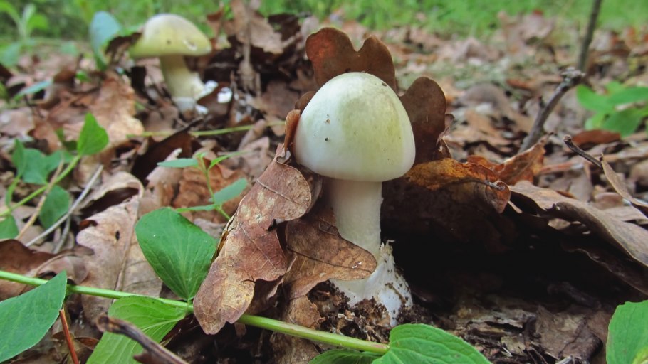 Гриб зонтик поганка