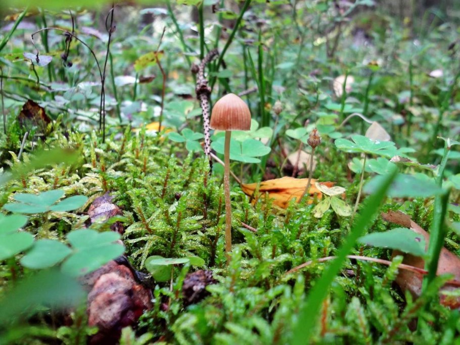 Псилоцибиновый гриб галерина моховая