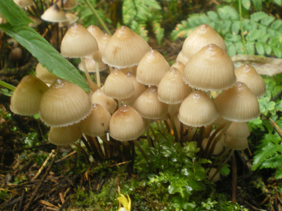 Факультативные паразиты грибы опята