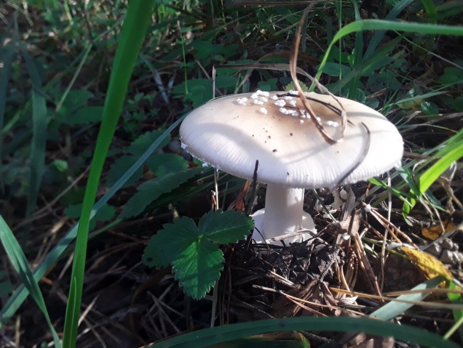 Базидиомицеты мухомор