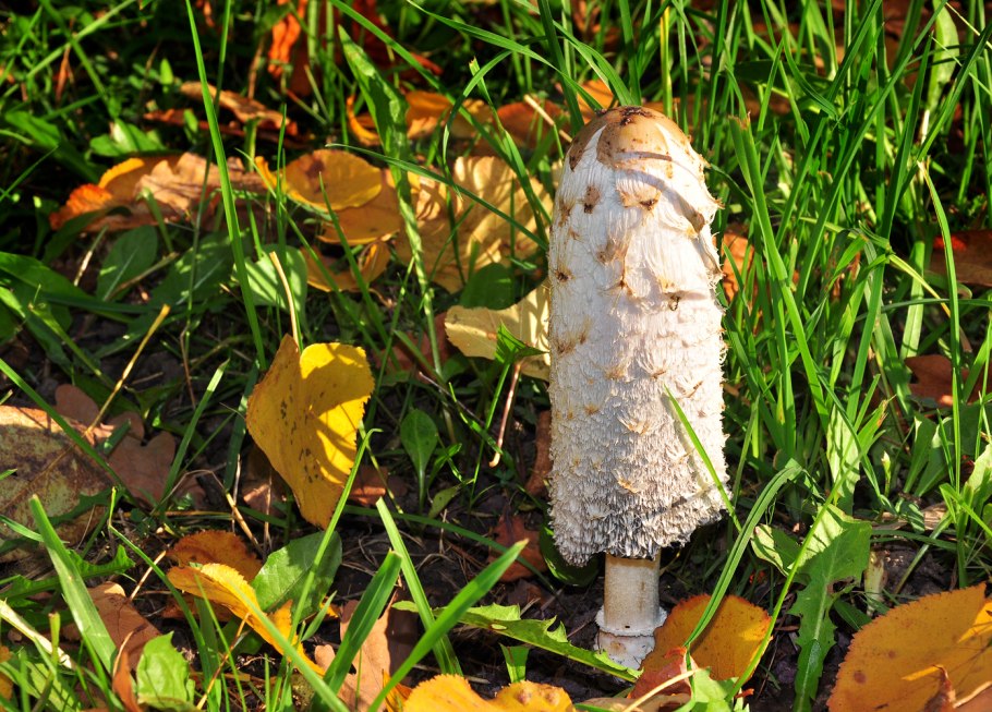 Поганка обыкновенная