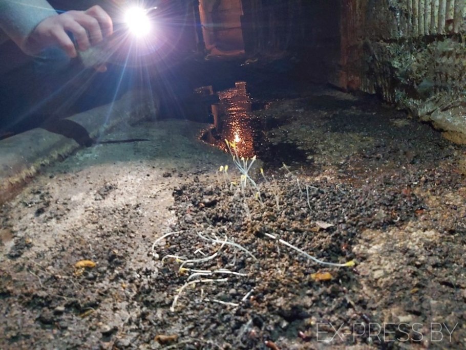 Грибы в погребе