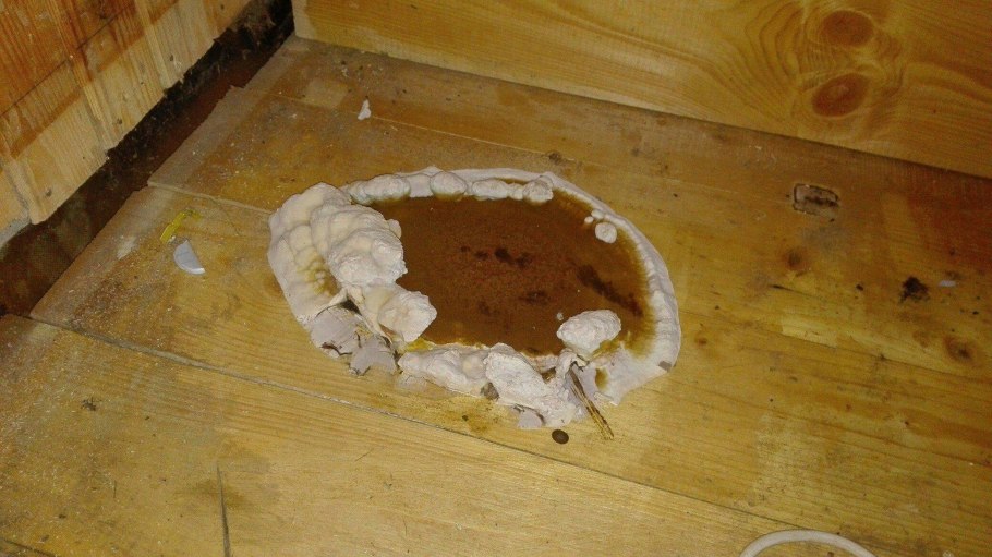 Домовой гриб