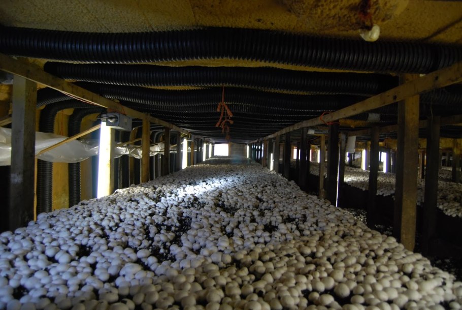 Грибоводство шампиньонов