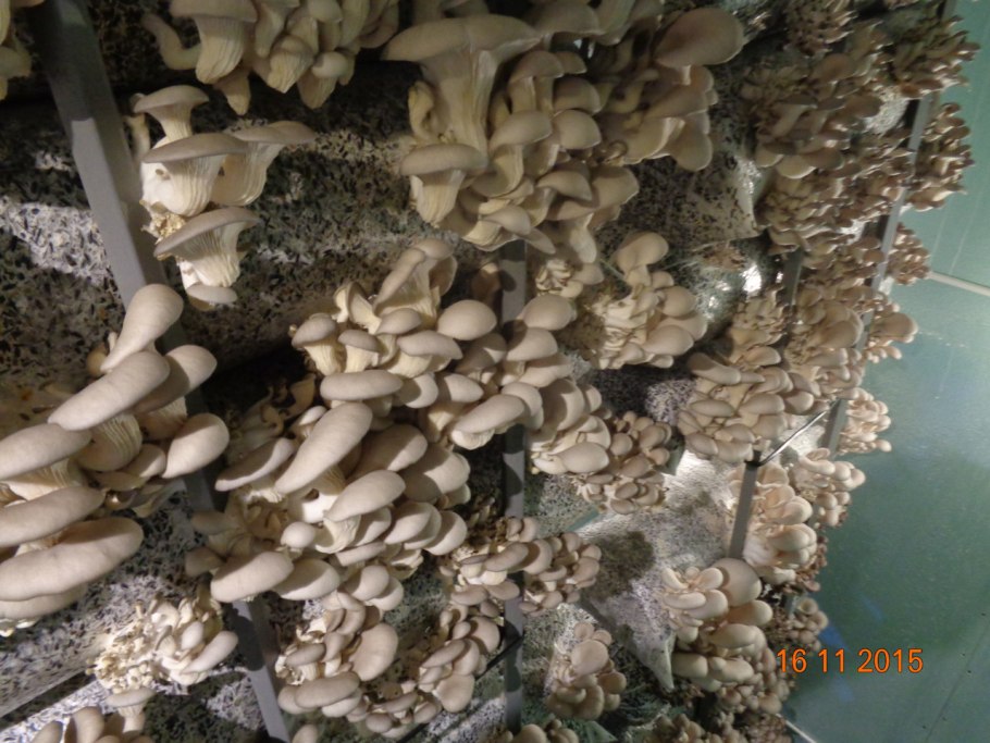 Мицелий грибов вешенка