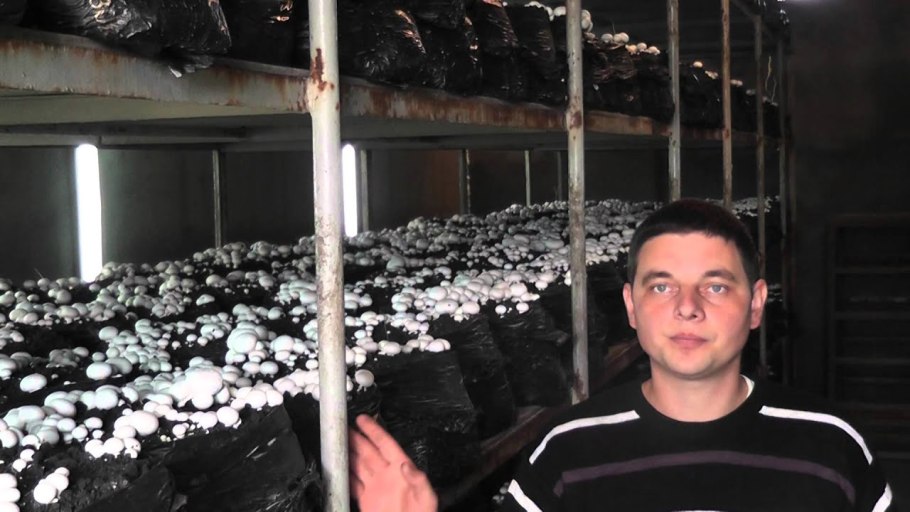 Шампиньоны в подвале