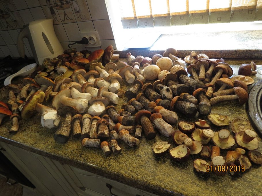 Урожай белых грибов 2020