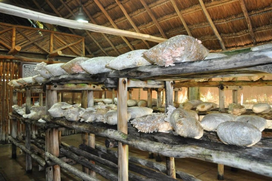 Ферма шампиньонов вешенок