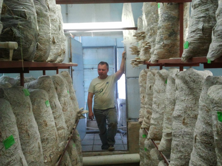 Стеллажи для вешенок