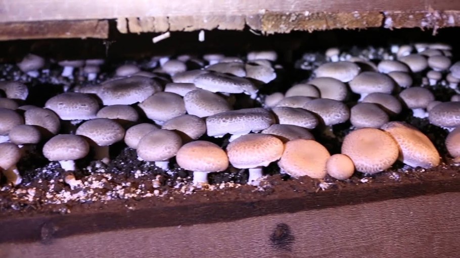Грибная ферма Creekside Mushroom Farms