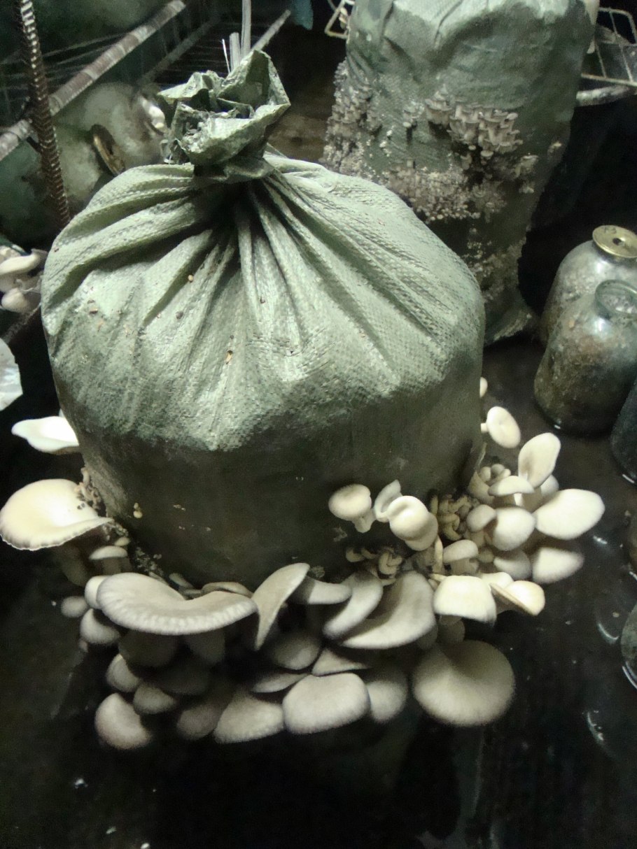 Вешенка грибы в мешках