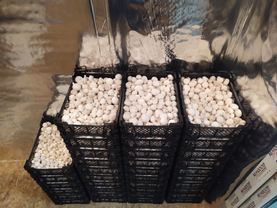 Сетка для выращивания грибов