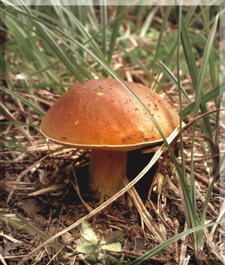 Гаркуша гриб