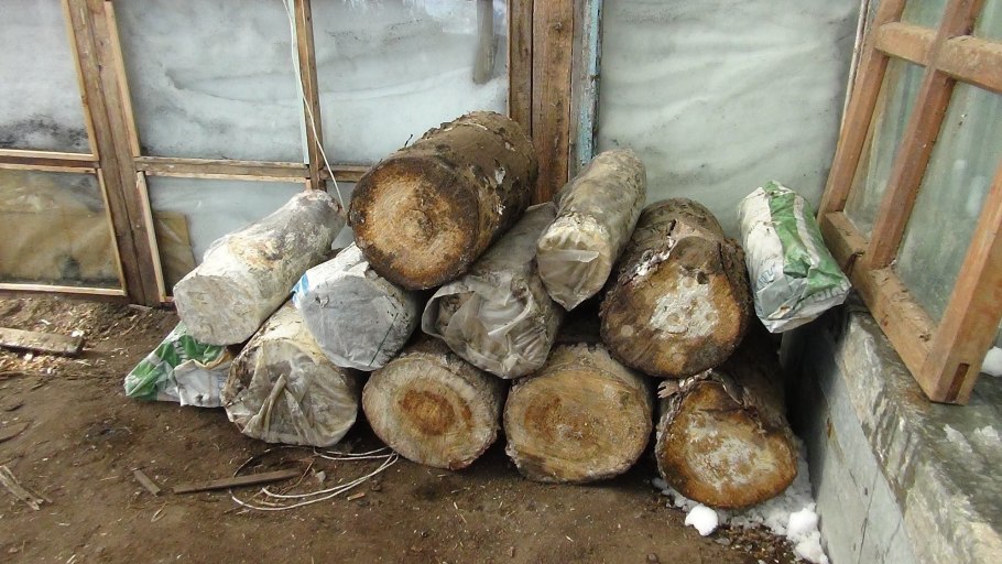 Пеньки для грибов