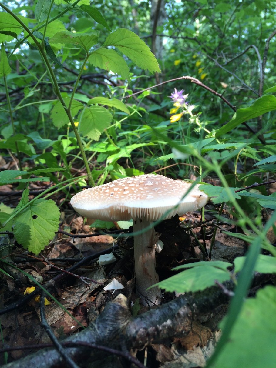 Гриб Подлипник описание