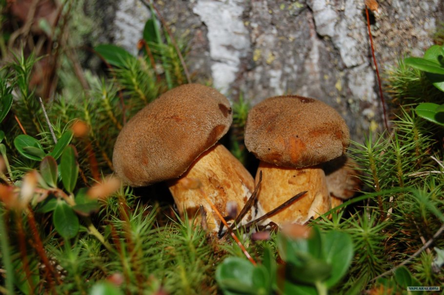 Грибы в хвойном лесу