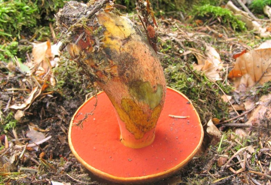 Поддубовик гриб синеющий