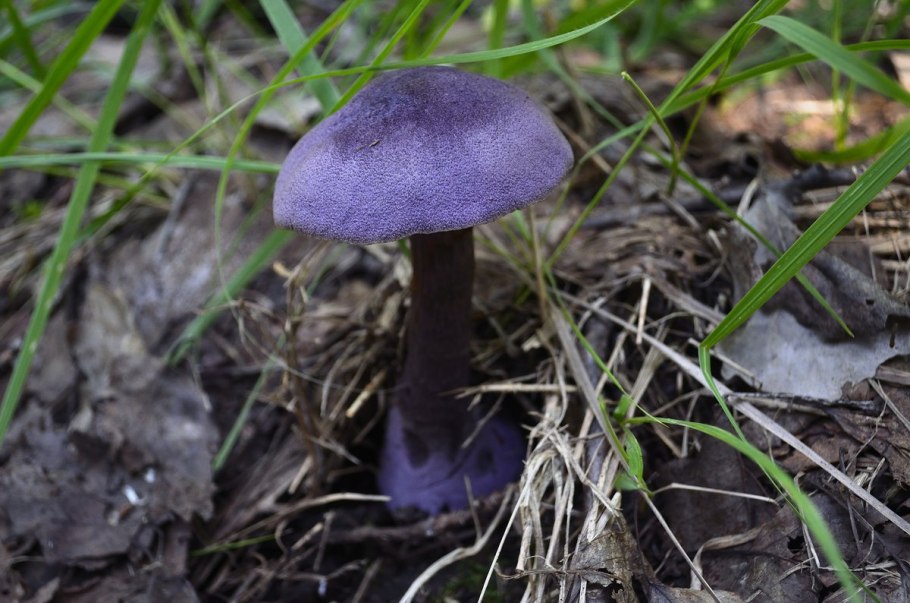 Лаковица Аметистовая / Amethyst Deceiver