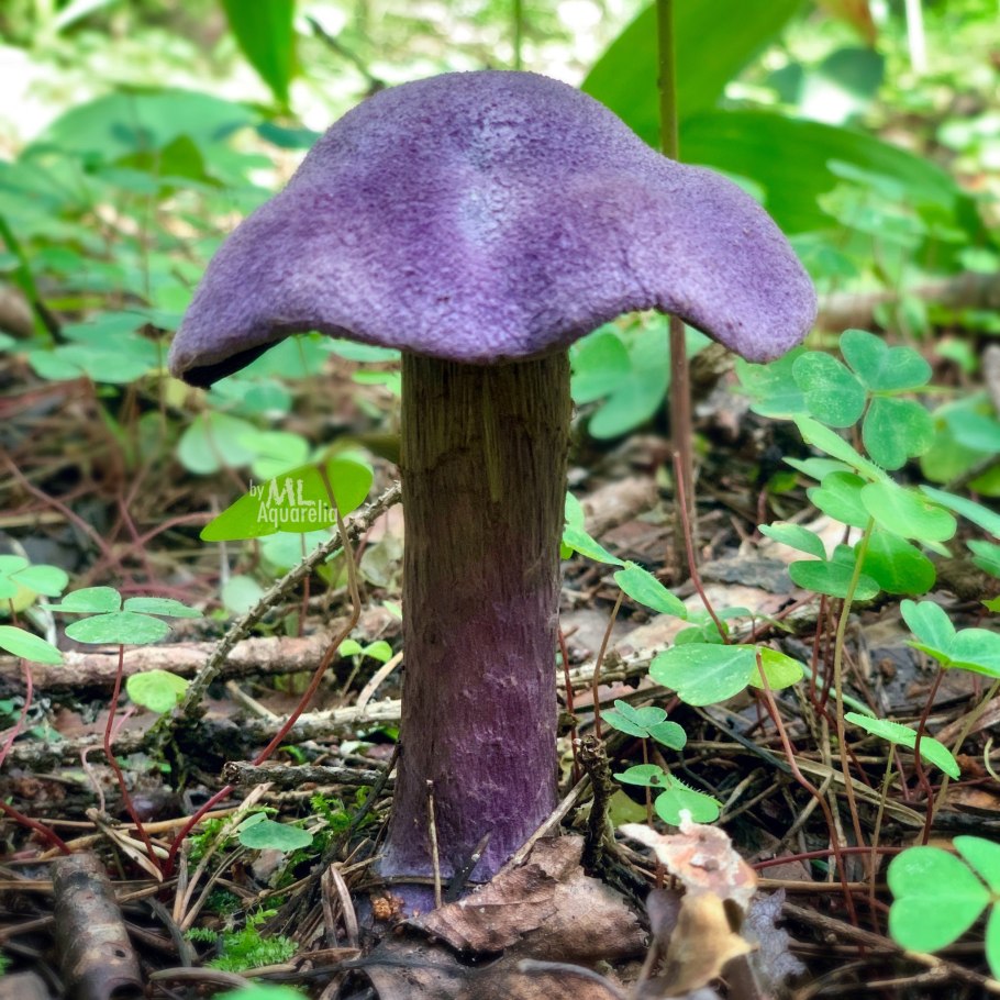 Паутинник лиловый