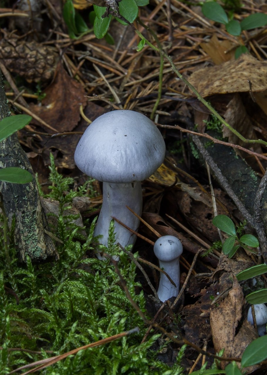 Паутинник пурпурный