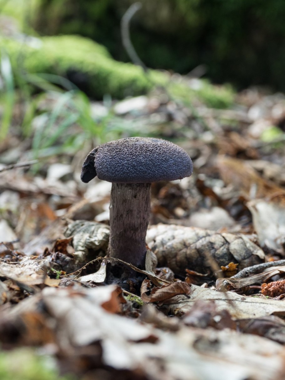 Паутинник фиолетовый гриб