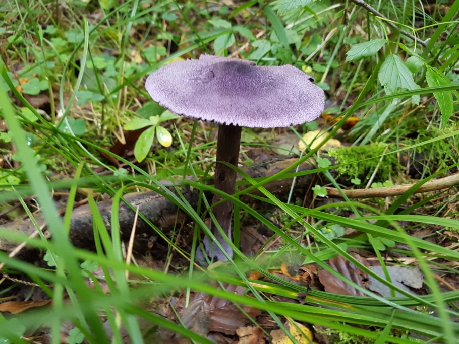 Cortinarius violaceus